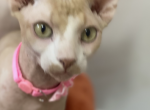 Vans - Sphynx Kitten For Sale - Long Island City, NY, US