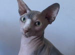 Aruba - Sphynx Kitten For Sale - 