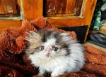 Cfa tabby and a black bicolor - Persian Kitten For Sale - Woodburn, IN, US