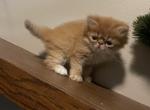 Tott - Persian Kitten For Sale - GA, US