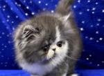 CFA REGISTERED BLACK SMOKE AND WHITE BABY BOY - Persian Kitten For Sale - Tarentum, PA, US