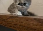 Tink - Persian Kitten For Sale - GA, US