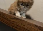 Theo - Persian Kitten For Sale - GA, US