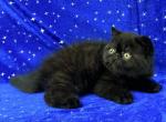 CFA REGISTERED BLACK SMOKE BABY BOY - Exotic Kitten For Sale - Tarentum, PA, US