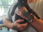 Shadow - Domestic Kitten For Adoption - Roseboro, NC, US