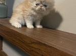 Teddy - Persian Kitten For Sale - GA, US