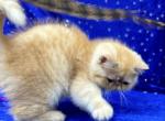 CFA REGISTERED CAMEO BABY GIRL - Exotic Kitten For Sale - Tarentum, PA, US