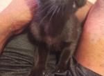 No name - Toybob Kitten For Adoption - Fort Lauderdale, FL, US