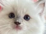 DIOR - Ragdoll Kitten For Sale - Brooklyn, NY, US