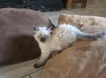 Snow Toe - Balinese Kitten For Sale - Phoenix, AZ, US