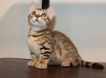 Spotted Munchkin - Munchkin Kitten For Sale - Valparaiso, IN, US
