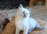 Blue Cloud - Balinese Kitten For Sale - Phoenix, AZ, US