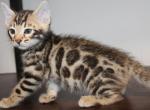 Rosetted Bengal kitten - Bengal Kitten For Sale - Valparaiso, IN, US