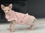 Sphynx kitten female - Sphynx Kitten For Sale - 