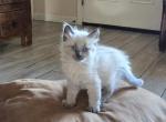 Blue Powder - Balinese Kitten For Sale - Phoenix, AZ, US