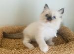 Honey - Ragdoll Kitten For Sale - Ocala, FL, US