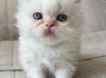 Gelato - Himalayan Kitten For Sale - Waterbury, CT, US