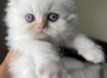 Cannoli - Himalayan Kitten For Sale - Waterbury, CT, US