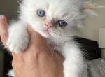 Limoncello - Himalayan Kitten For Sale - Waterbury, CT, US