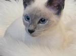 Everet - Russian Blue Kitten For Sale