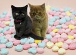 Breeding pair full cfa exotic shorthairs - Exotic Kitten For Sale - Dornsife, PA, US