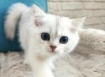 Lucky - Scottish Straight Kitten For Sale - Cherkasy, Cherkasy Oblast, UA