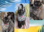 Persephone - Maine Coon Kitten For Sale - Seattle, WA, US