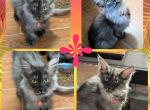 Layah - Maine Coon Kitten For Sale - Seattle, WA, US