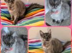 Liliana - Maine Coon Kitten For Sale - Seattle, WA, US