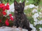 Nancy - Domestic Kitten For Sale - Myerstown, PA, US