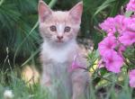 Naya - Domestic Kitten For Adoption - Myerstown, PA, US