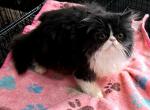 C f a registered black bicolor persian kitten - Persian Kitten For Sale - Woodburn, IN, US