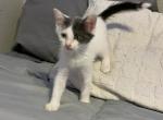 Lil Miss Fierce - Domestic Kitten For Adoption - Nacogdoches, TX, US