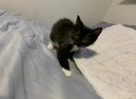 Bashful - Domestic Kitten For Adoption - Nacogdoches, TX, US