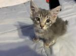 Nemo - Domestic Kitten For Adoption - 