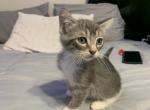 Lil Man - Domestic Kitten For Adoption - Nacogdoches, TX, US