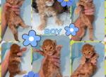 Dracarys - Maine Coon Kitten For Sale - Seattle, WA, US