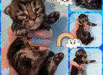 Titan - Maine Coon Kitten For Sale - Seattle, WA, US