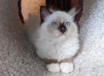 Female TICA Mitted Ragdoll Kitten - Ragdoll Kitten For Sale - 