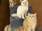 Willie Donna Rosy - Scottish Straight Kitten For Sale - North Richland Hills, TX, US