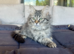 Bloom - Siberian Kitten For Sale - Temecula, CA, US