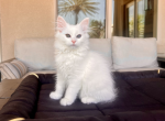 Blanca - Siberian Kitten For Sale - Temecula, CA, US