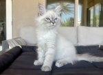 Buckey - Siberian Kitten For Sale - Temecula, CA, US