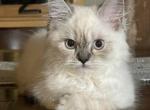 Willow - Himalayan Kitten For Sale - Glens Falls, NY, US