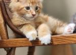 Chandler - Maine Coon Kitten For Sale - Russellville, MO, US
