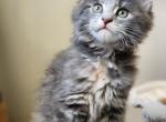 Phoebe - Maine Coon Kitten For Sale - Russellville, MO, US