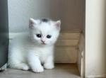 White Cutie short leg - Munchkin Kitten For Sale - Fontana, CA, US