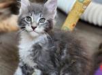 Monica - Maine Coon Kitten For Sale - Russellville, MO, US