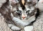 Rachel - Maine Coon Kitten For Sale - Russellville, MO, US