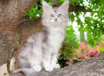 Silver lynx girl - Maine Coon Kitten For Sale - Fontana, CA, US